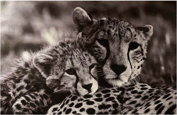Frame Wall Art - Cheeta Family ( 80 cm X 100 cm )