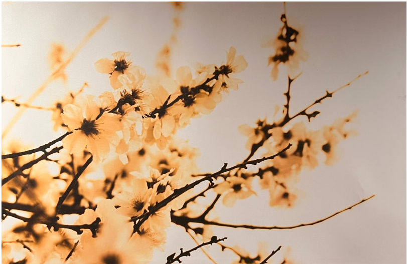 Wall Art - Nature (120 cm X 60 cm )