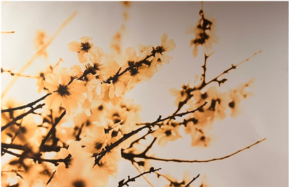 Wall Art - Nature (120 cm X 60 cm )