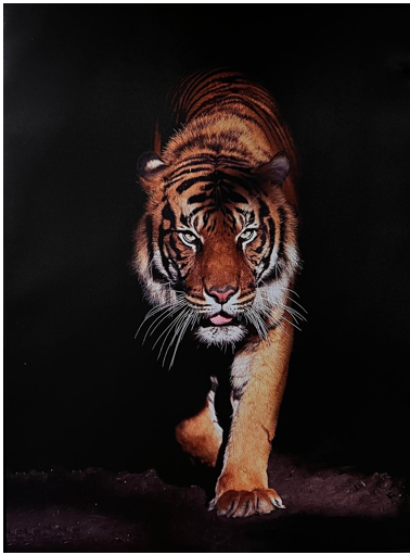 Frame Wall Art - Tiger walk ( 100 cm X 80 cm )