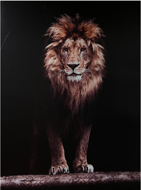 Frame Wall Art - Lion ( 100 cm X 80 cm )