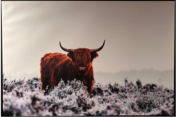 Frame Wall Art - Wild Buffalo ( 70 cm X 90 cm )