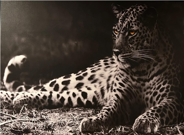 Frame Wall Art - Cheeta ( 80 cm X 100 cm )