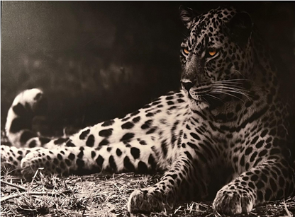 Frame Wall Art - Cheeta ( 80 cm X 100 cm )