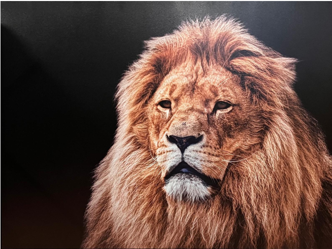 Frame Wall Art - Lion (80 cm X 100 cm)