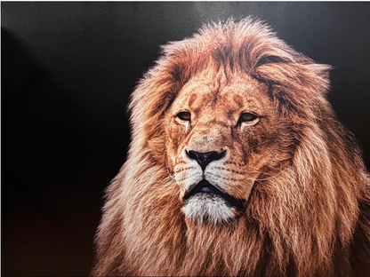 Frame Wall Art - Lion (80 cm X 100 cm)