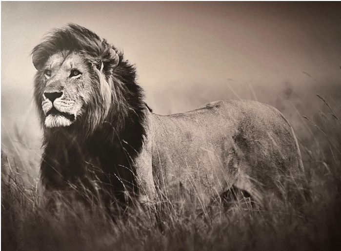 Frame Wall Art - Lion (80 cm X 100 cm)