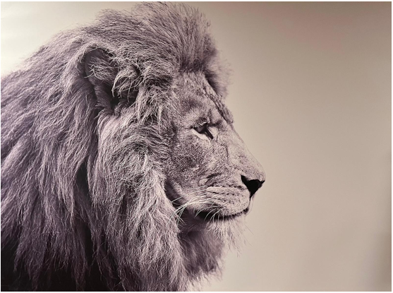 Frame Wall Art - Lion (80 cm X 100 cm)