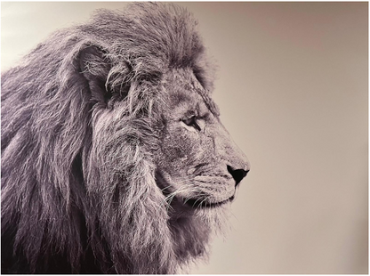 Frame Wall Art - Lion (80 cm X 100 cm)