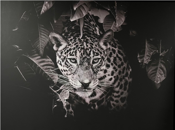 Frame Wall Art - Cheeta size (80 cm X 100 cm)