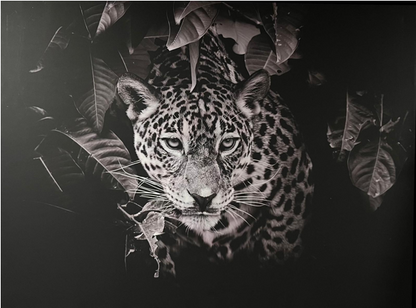 Frame Wall Art - Cheeta size (80 cm X 100 cm)