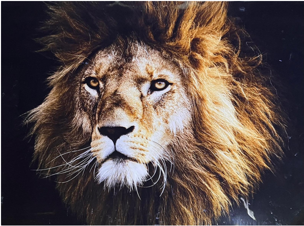 Frame Wall Art – lion  (100 cm x 80 cm)