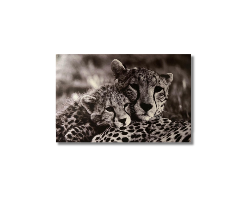 Frame Wall Art - Cheeta Family ( 80 cm X 100 cm )