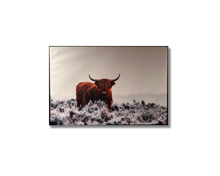 Frame Wall Art - Wild Buffalo ( 70 cm X 90 cm )