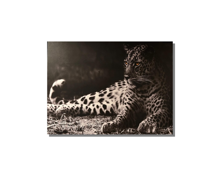 Frame Wall Art - Cheeta ( 80 cm X 100 cm )