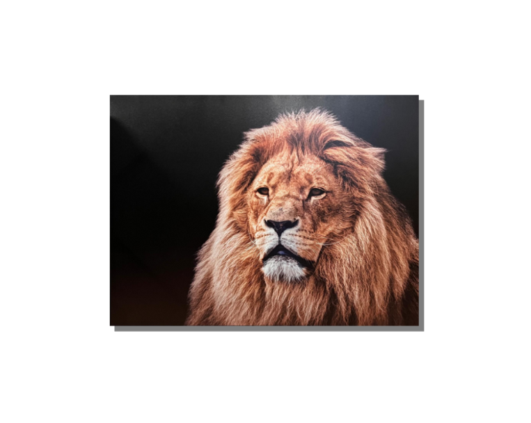 Frame Wall Art - Lion (80 cm X 100 cm)