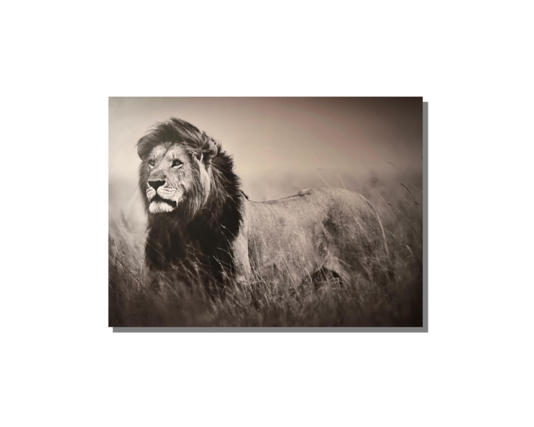 Frame Wall Art - Lion (80 cm X 100 cm)