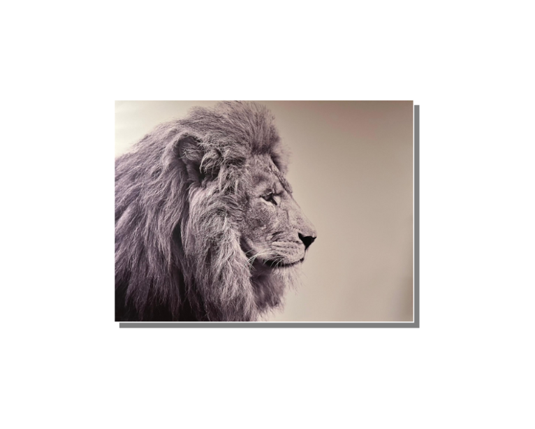 Frame Wall Art - Lion (80 cm X 100 cm)