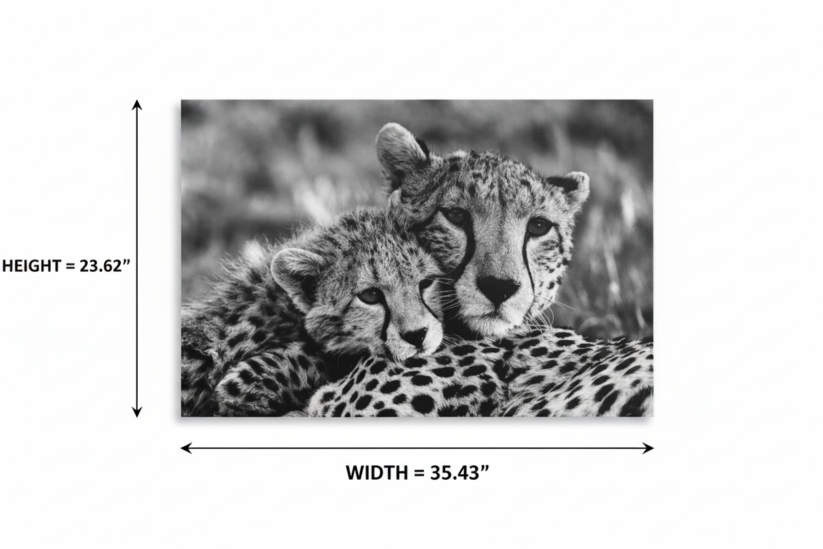 Dimension diagram of cheetah canvas print showing width 35.43 inches and height 23.62 inches on white background
